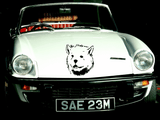 Animal TBD Style 61 Vinyl Wall Car Window Decal - Fusion Decals