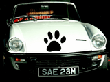 Animal TBD Style 128 Vinyl Wall Car Window Decal - Fusion Decals