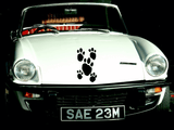 Animal TBD Style 805 Vinyl Wall Car Window Decal - Fusion Decals