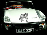 Animal TBD Style 898 Vinyl Wall Car Window Decal - Fusion Decals
