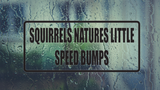 Squirrels natures little speed bumps Wall Decal - Removable - Fusion Decals