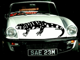 Lizard reptile creature style 214 Vinyl Wall Car Window Decal - Fusion Decals