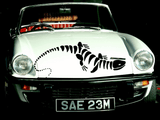 Lizard reptile creature style 238 Vinyl Wall Car Window Decal - Fusion Decals