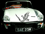 Lizard reptile creature style 260 Vinyl Wall Car Window Decal - Fusion Decals